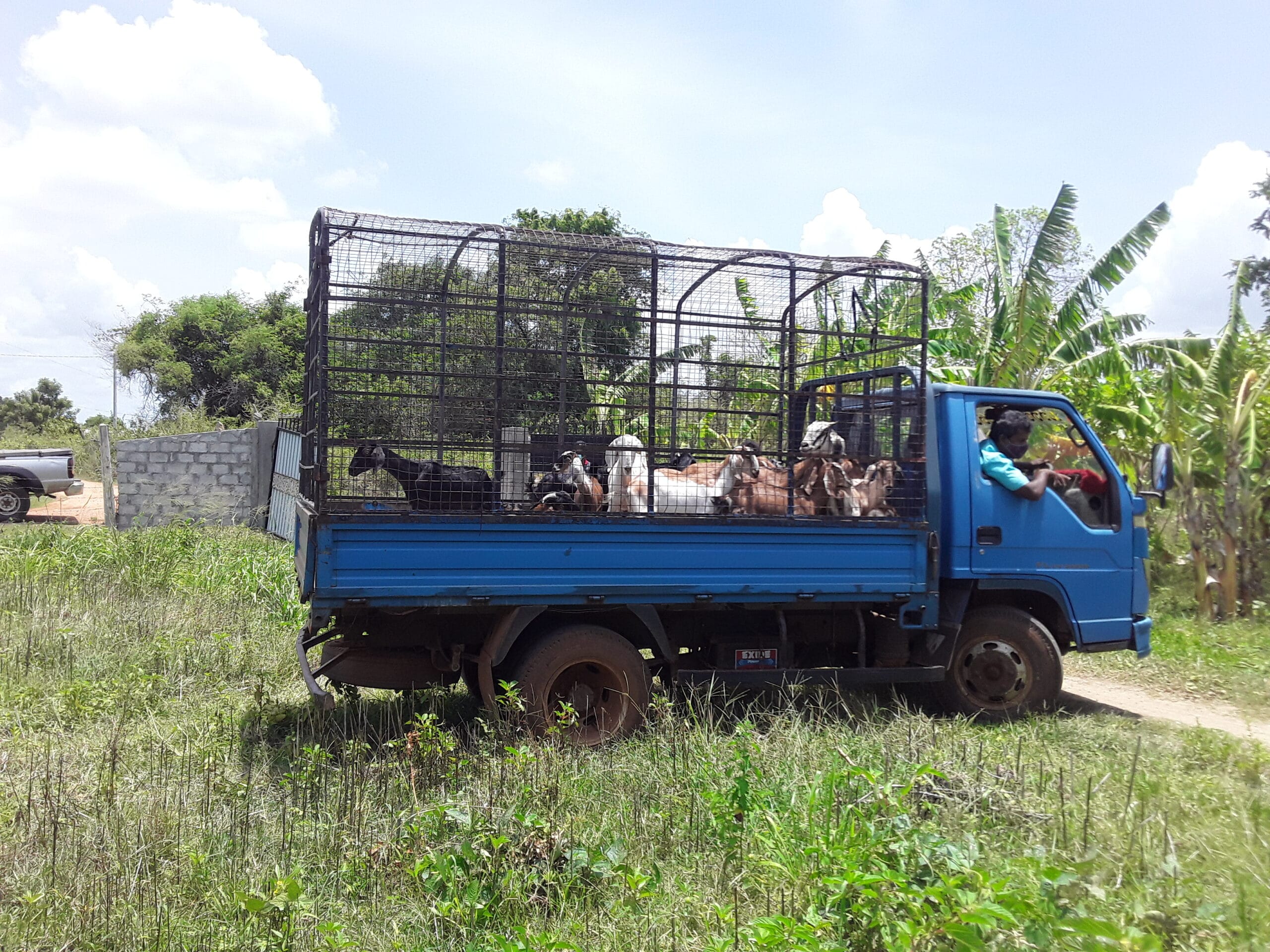 Goats Farm Goats Farm