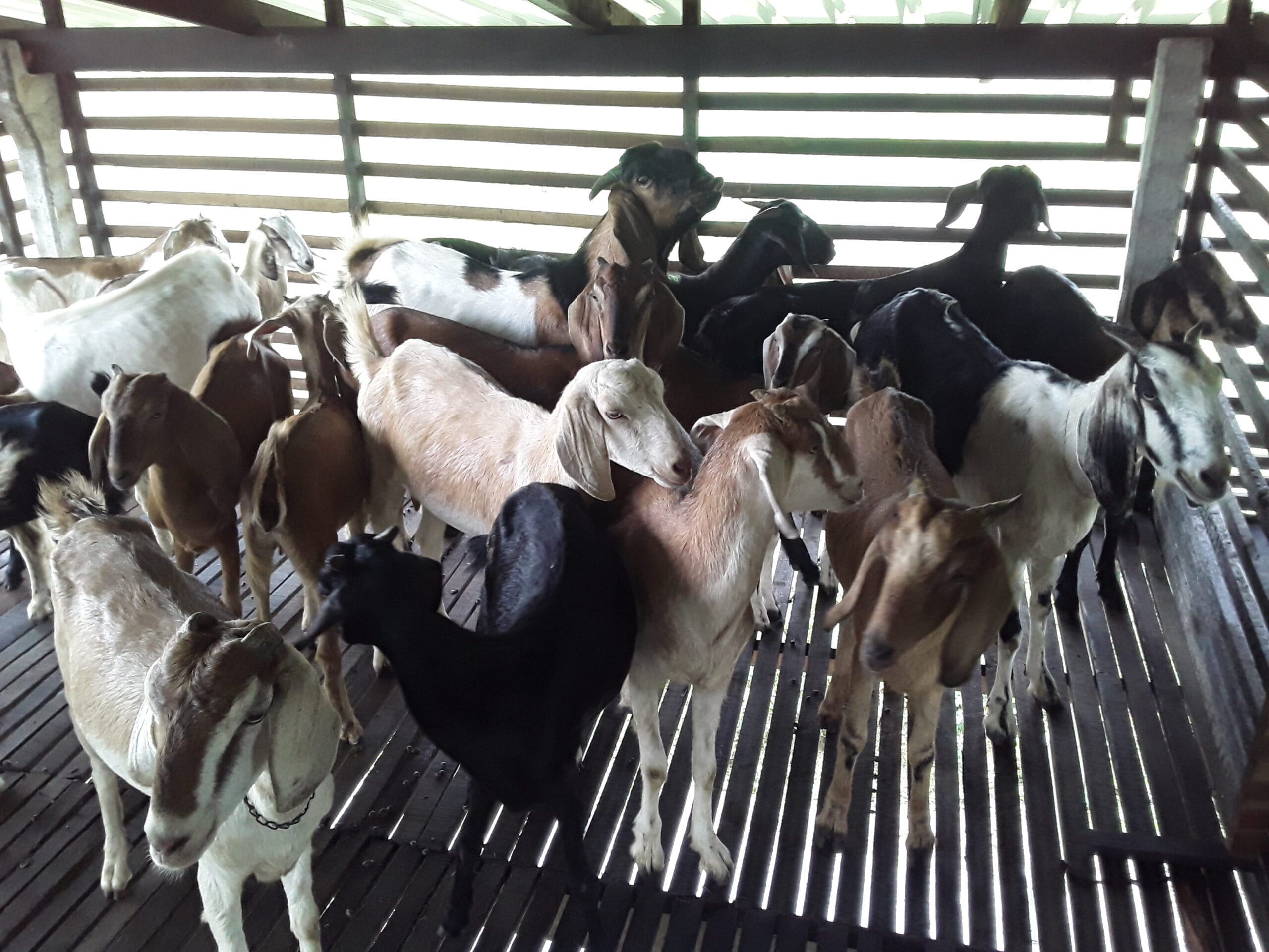 Goats Farm Goats Farm