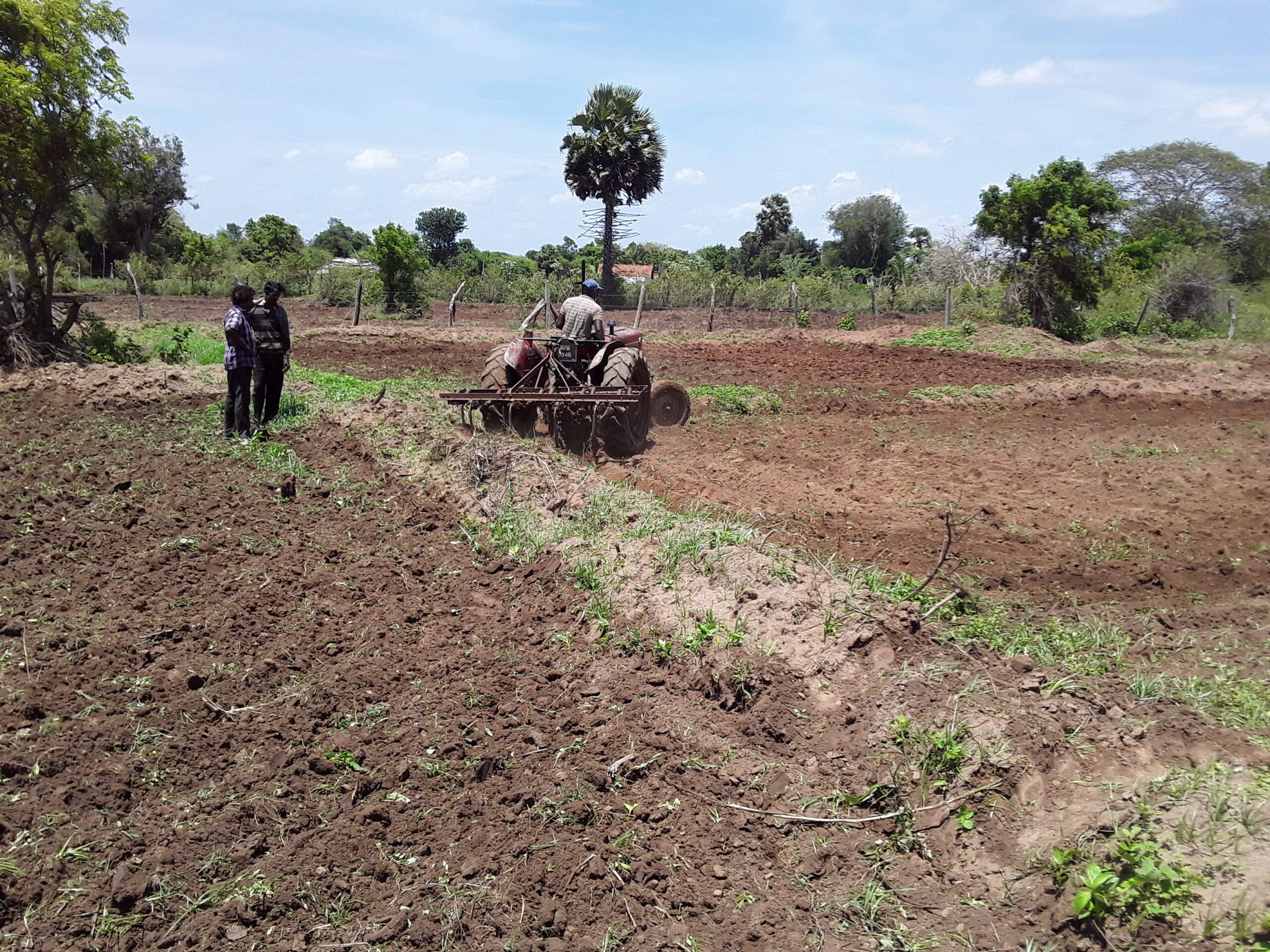 Paddy Field Paddy Field