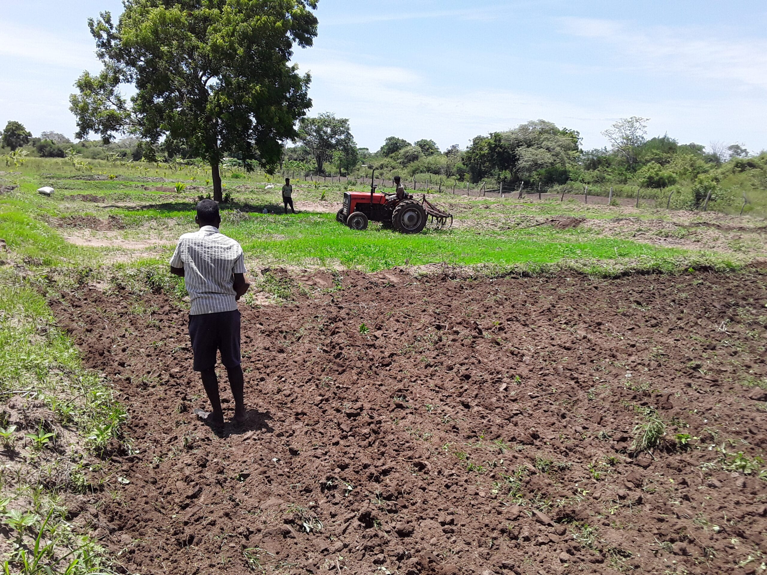 Paddy Field Paddy Field