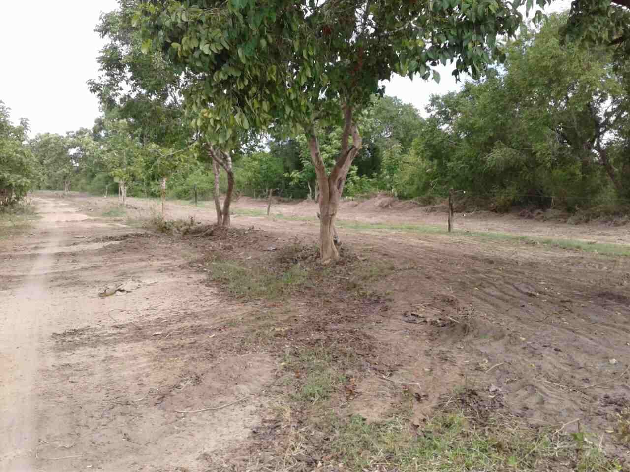 Elephant Fence Cleaning Elephant Fence Cleaning