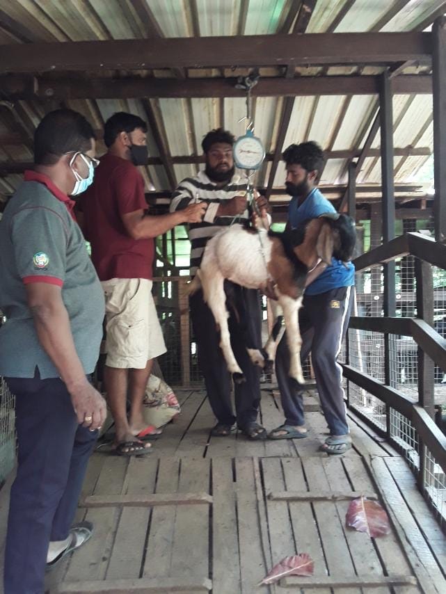 Goats Farm Goats Farm