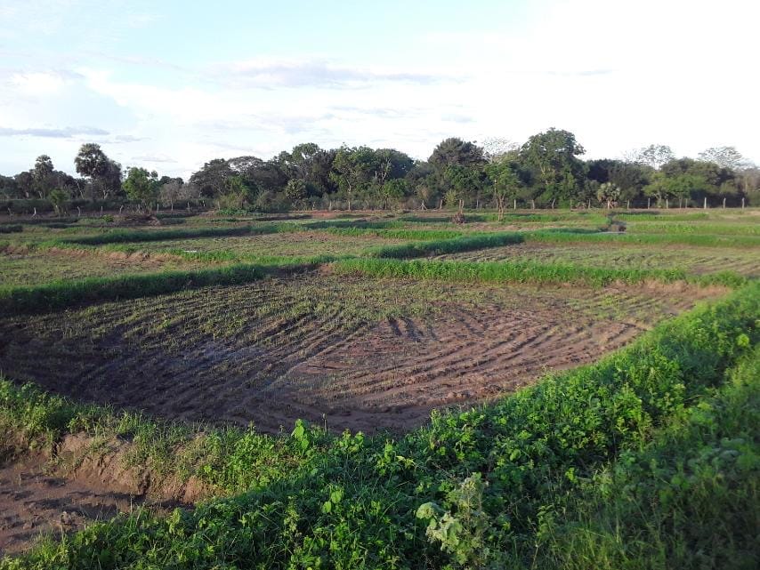 Paddy Field Paddy Field