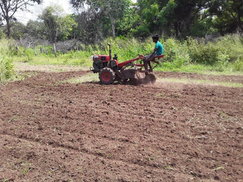 Paddy Field Paddy Field