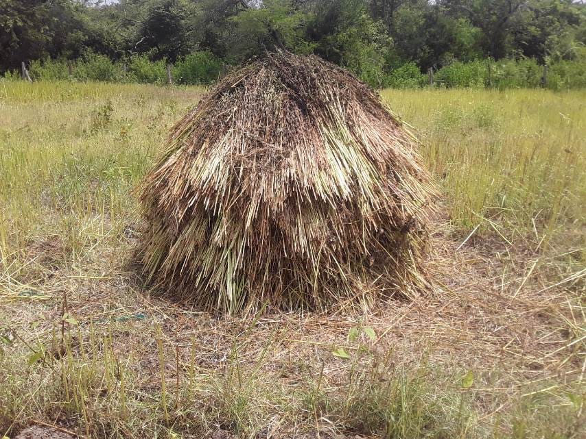 எள்ளு எள்ளு