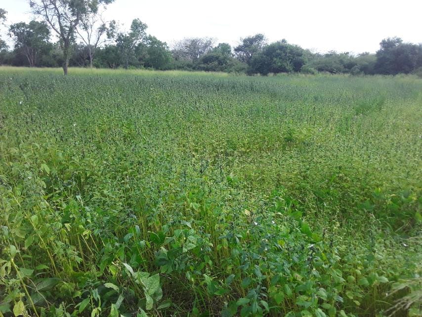 எள்ளு எள்ளு