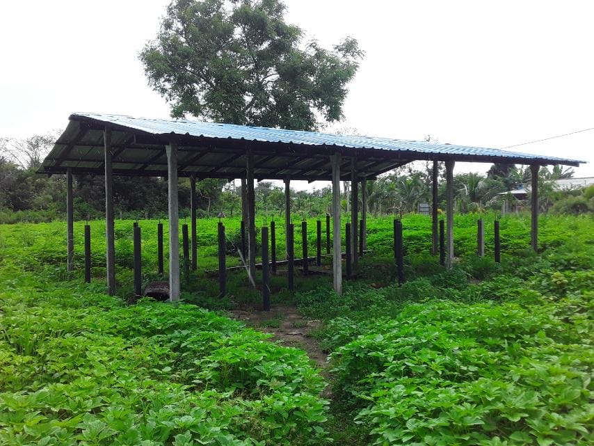 உழுந்து உழுந்து