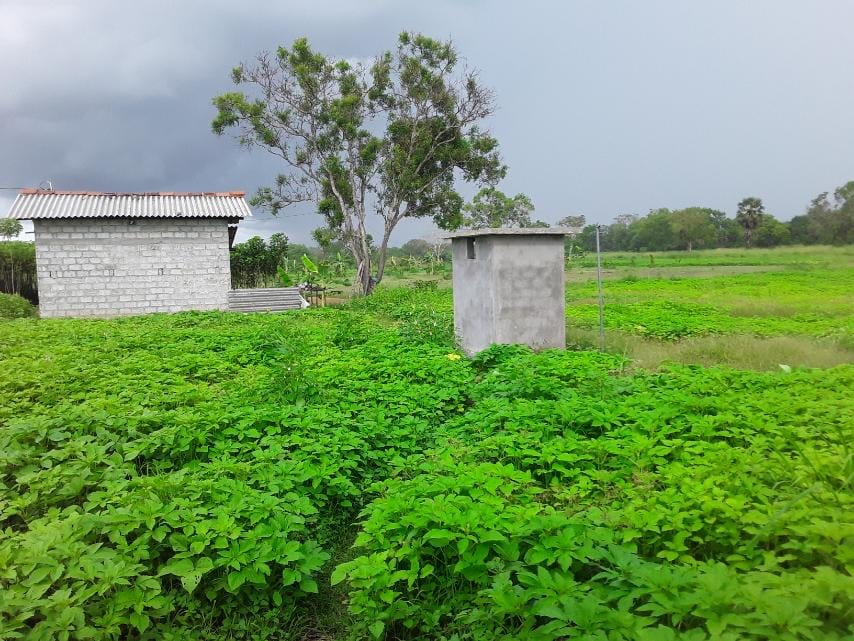 உழுந்து உழுந்து