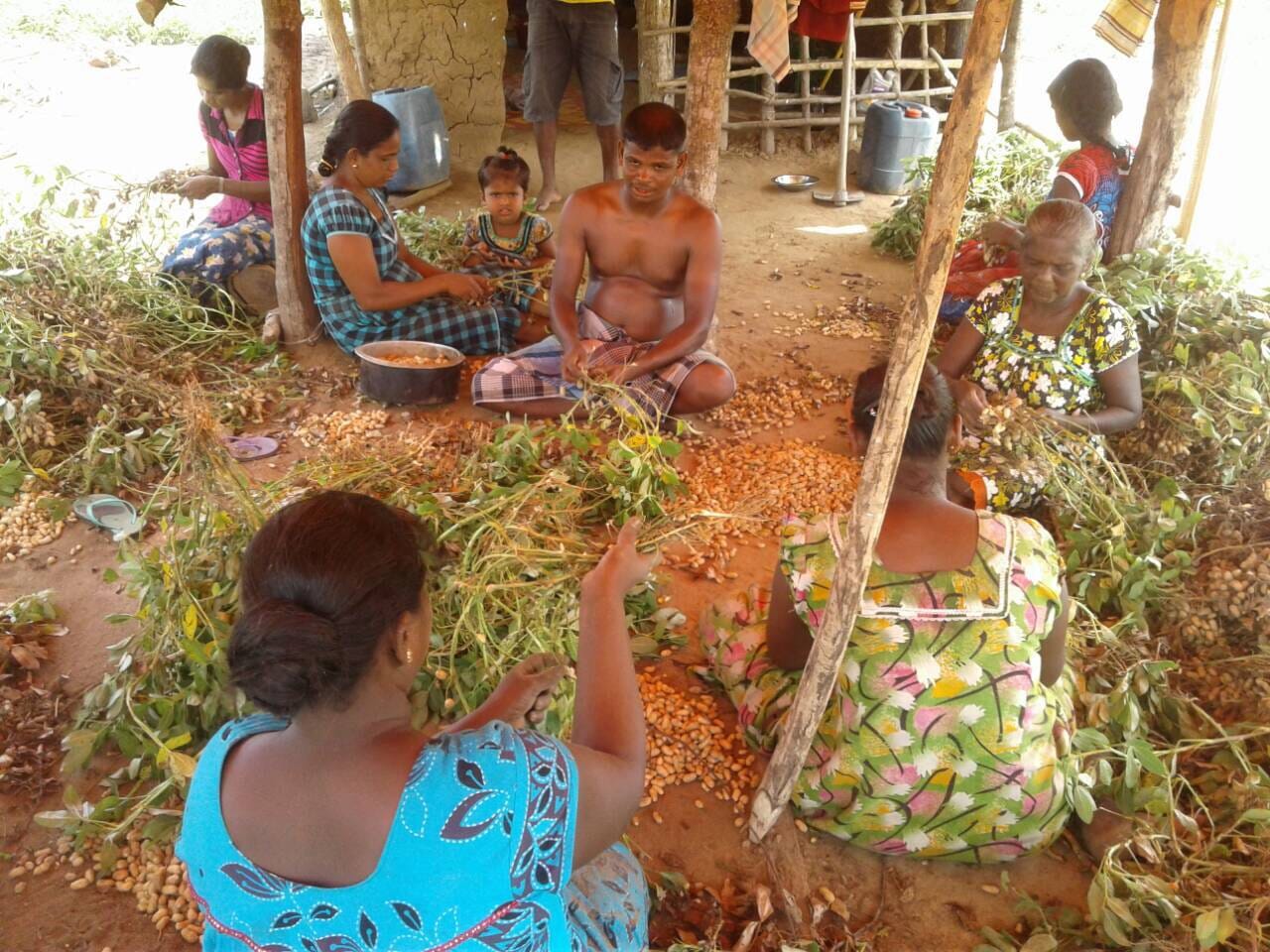 Panchenai farm (1) Panchenai farm (1)