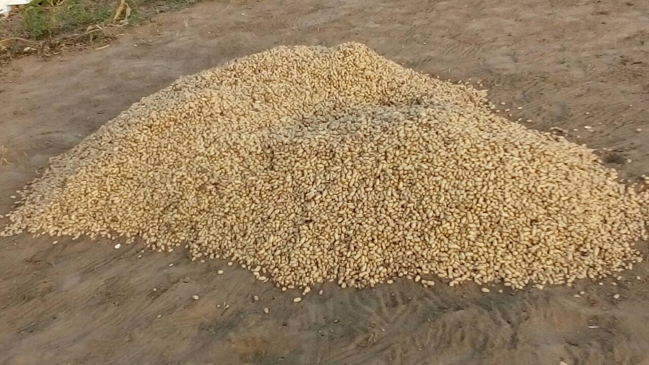 Panchenai farm (3) Panchenai farm (3)