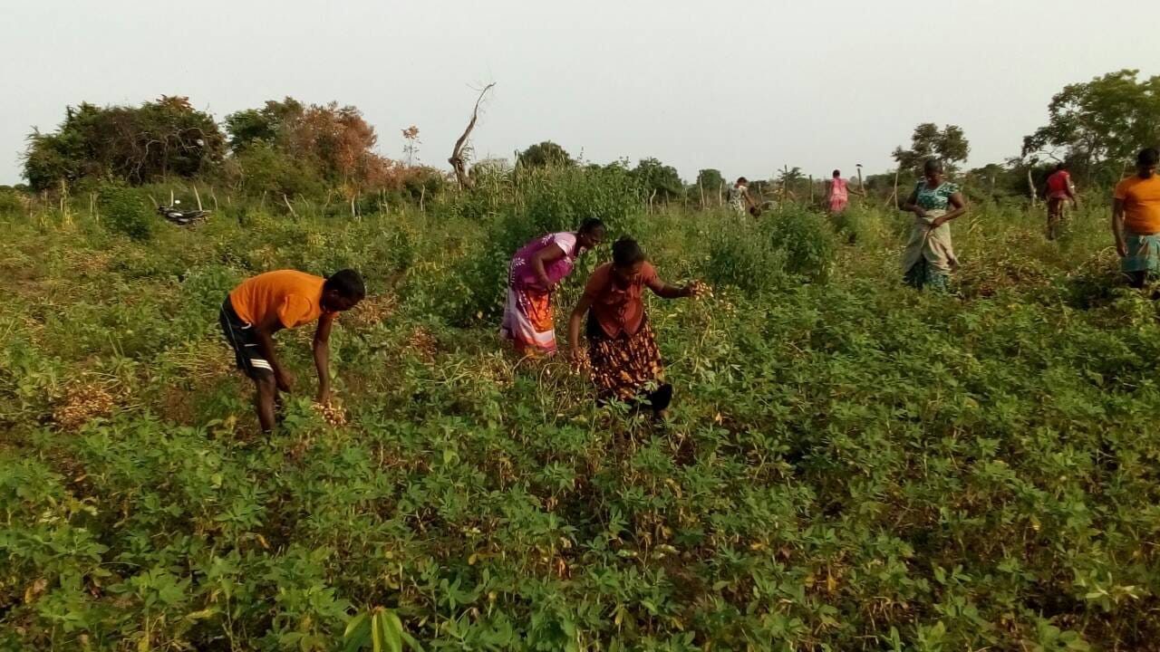 Panchenai farm (4) Panchenai farm (4)